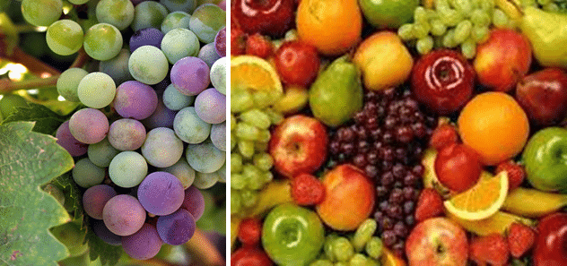 Wine Production - Grape and Non Grape
